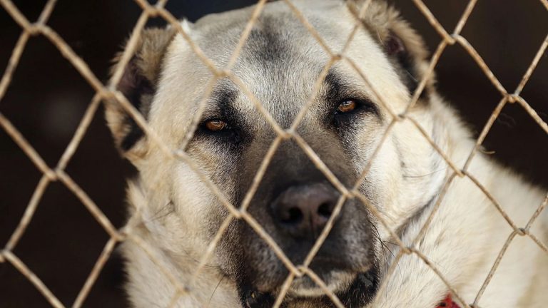 Sokak hayvanları kanunu neleri içeriyor, Türkiye’de nasıl karşılandı?