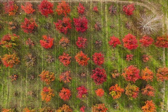 Uludağ yamaçlarında sonbahar renklerinin cümbüşü